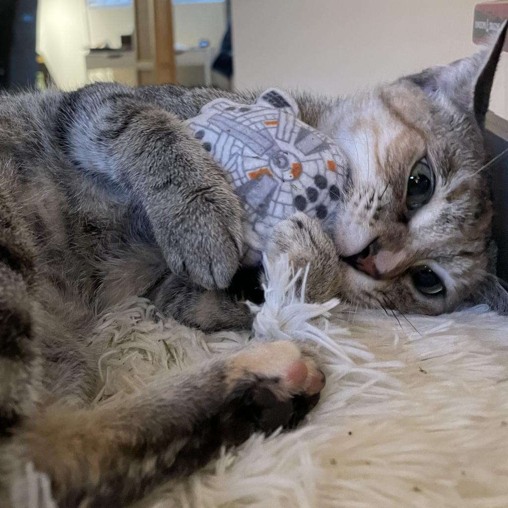 Serpentine, an adoptable Domestic Short Hair in Spokane, WA, 99202 | Photo Image 2