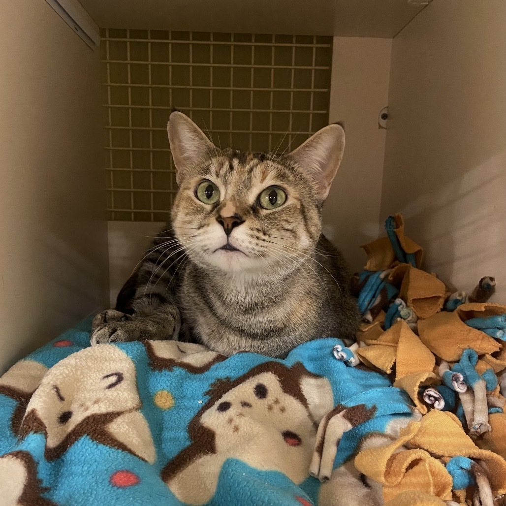 Serpentine, an adoptable Domestic Short Hair in Spokane, WA, 99202 | Photo Image 3