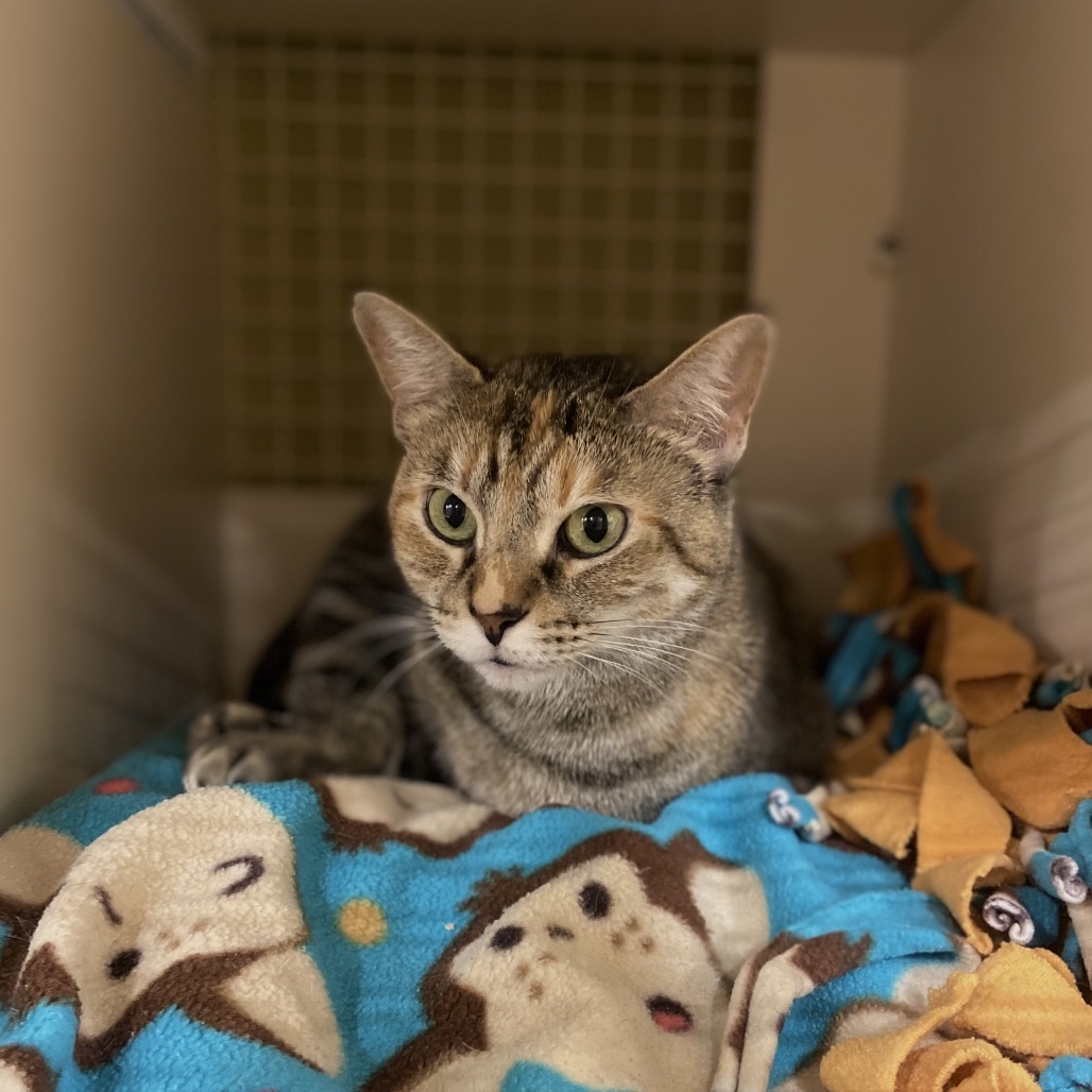 Serpentine, an adoptable Domestic Short Hair in Spokane, WA, 99202 | Photo Image 4