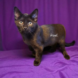 Howl, Baby Male Domestic Short Hair