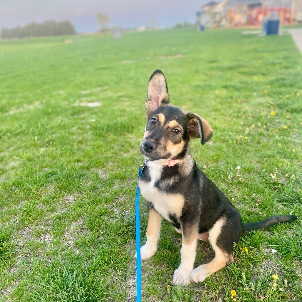 Galaxy, an adoptable Shepherd in Sioux Falls, SD, 57106 | Photo Image 1