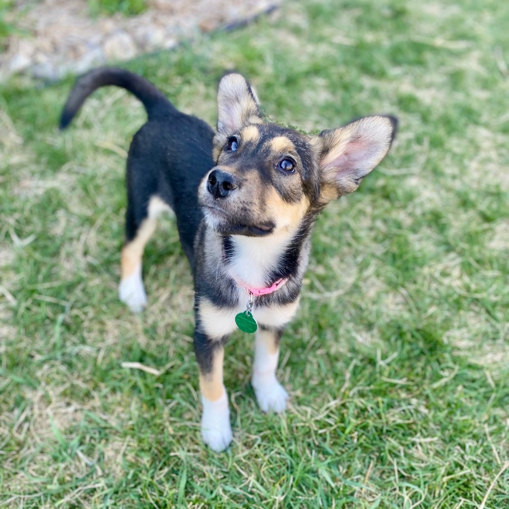 Galaxy, an adoptable Shepherd in Sioux Falls, SD, 57106 | Photo Image 2