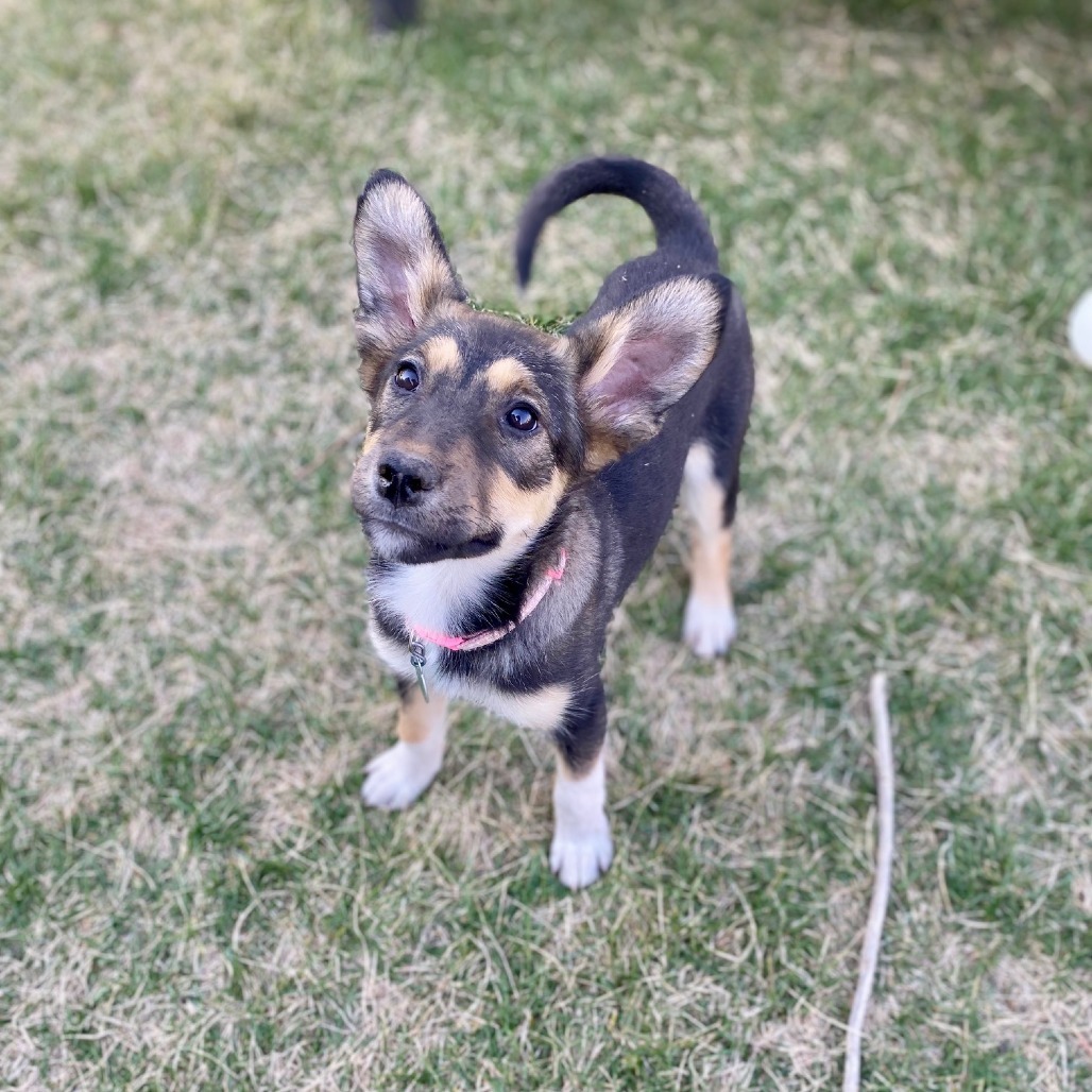 Galaxy, an adoptable Shepherd in Sioux Falls, SD, 57106 | Photo Image 3