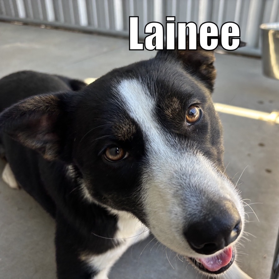 Lainee