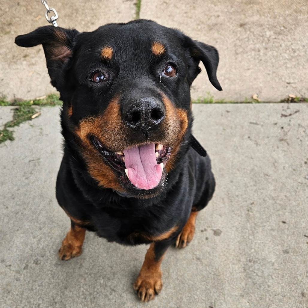 Dibow, an adoptable Rottweiler in Rochester, MN, 55903 | Photo Image 1