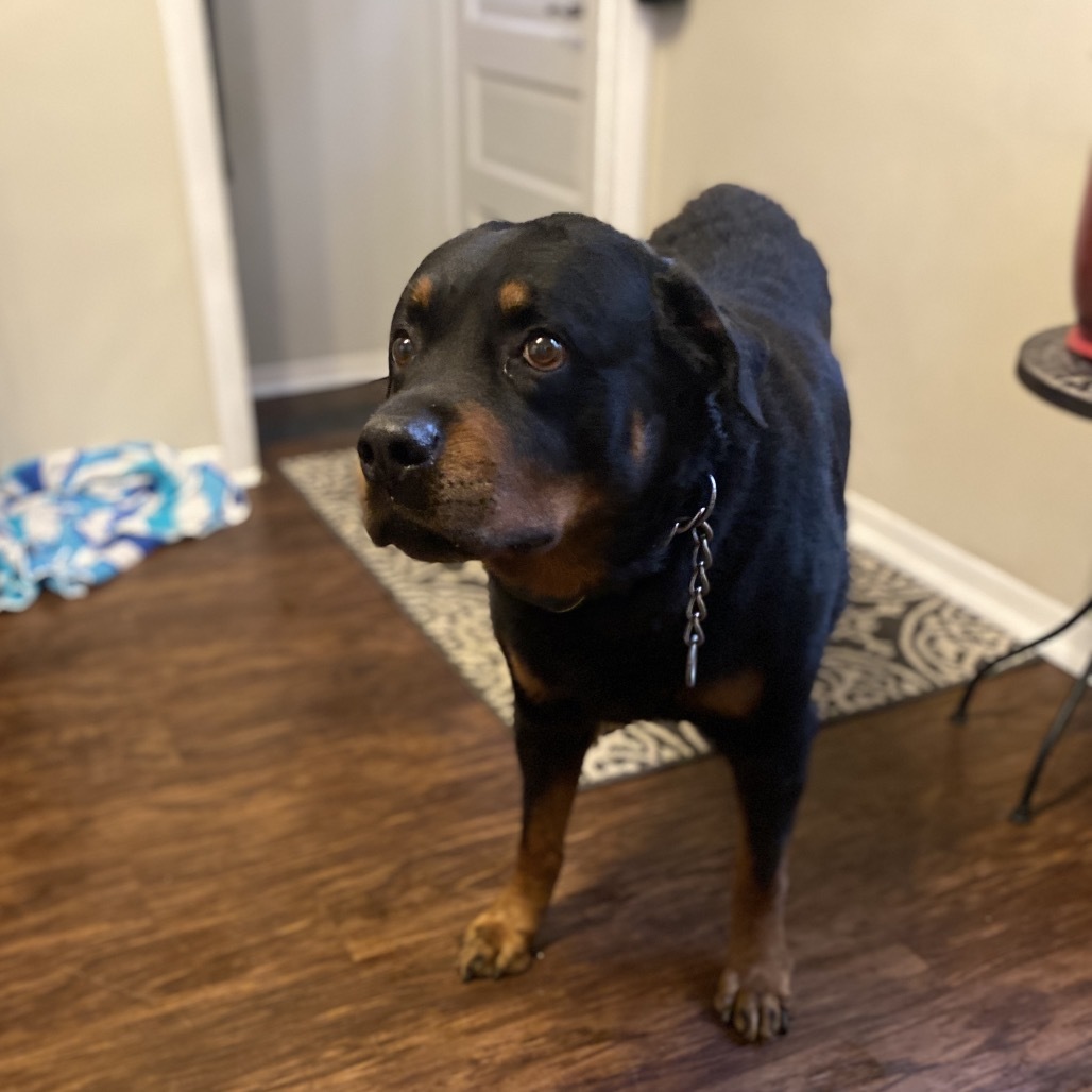 Dibow, an adoptable Rottweiler in Rochester, MN, 55903 | Photo Image 2