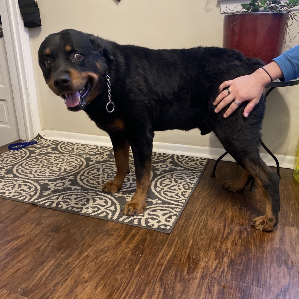 Dibow, an adoptable Rottweiler in Rochester, MN, 55903 | Photo Image 3