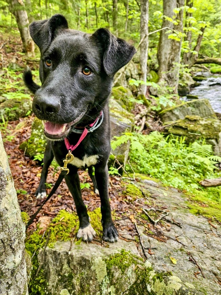 Jasper