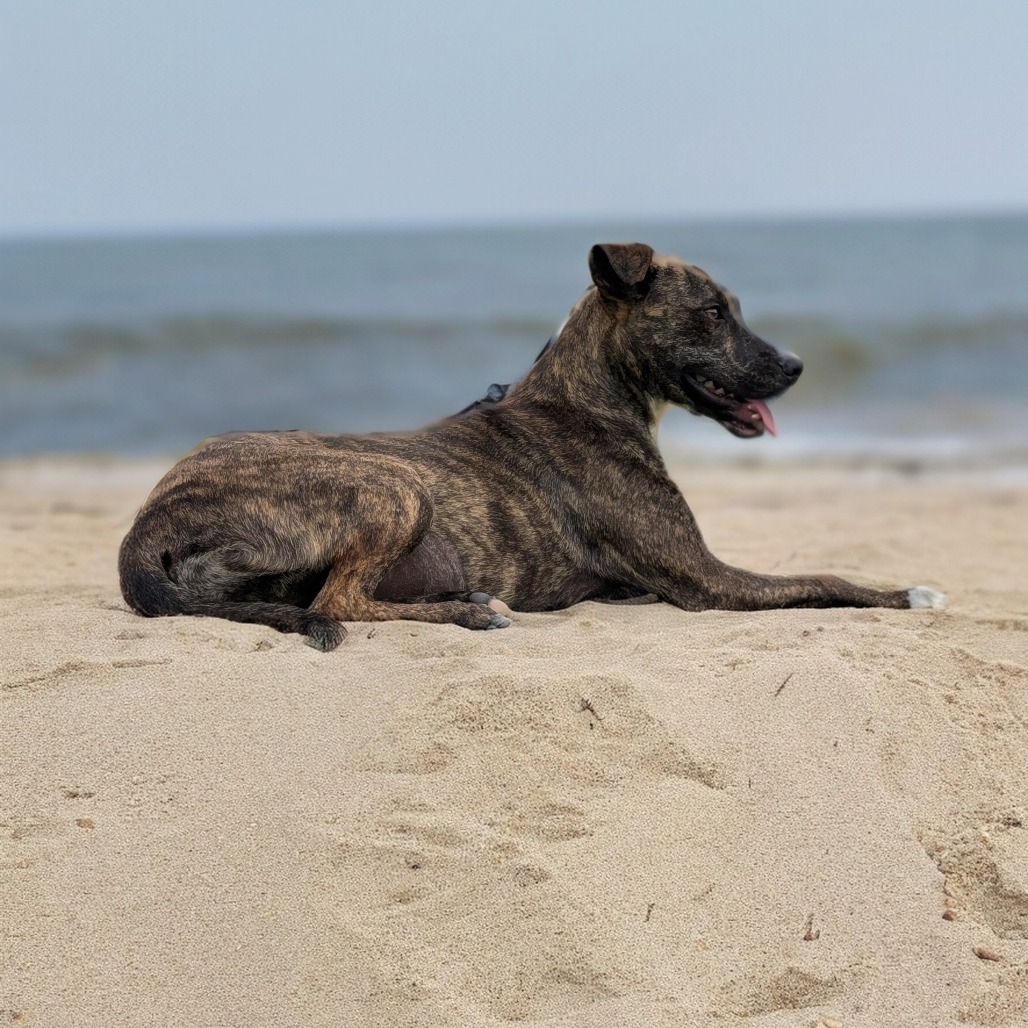 Sandy