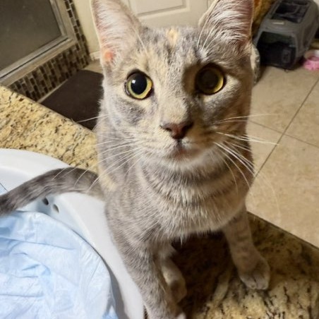 Penny, an adoptable Domestic Short Hair in Harlingen, TX, 78550 | Photo Image 2