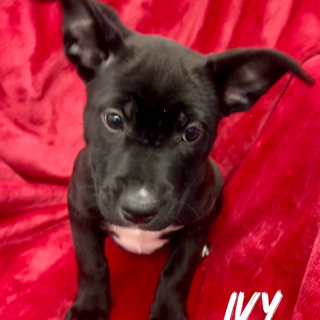 Ivy