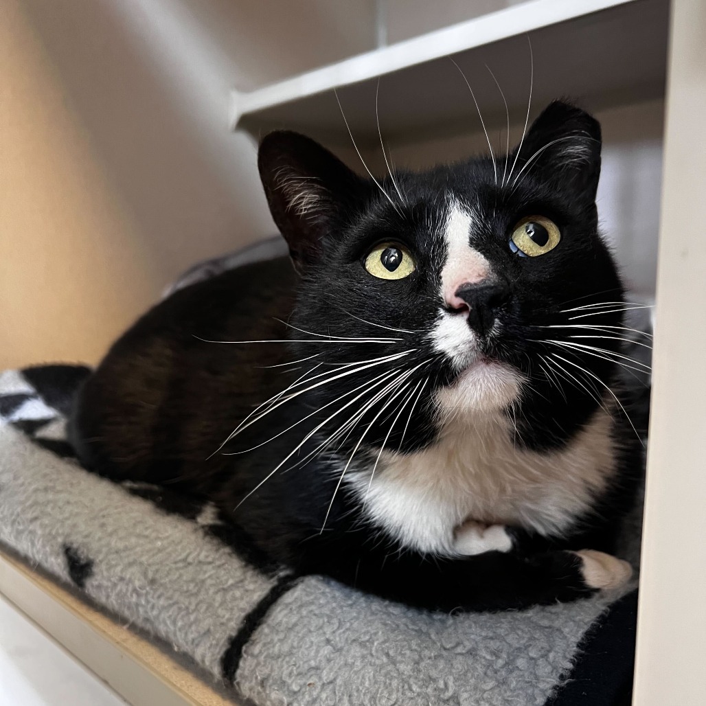 Meadowlark, an adoptable Domestic Short Hair in Rifle, CO, 81650 | Photo Image 1