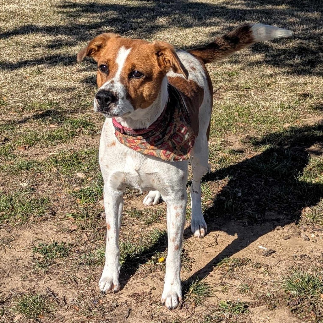 Lennon, an adoptable Cattle Dog, Mixed Breed in Wadena, MN, 56482 | Photo Image 1