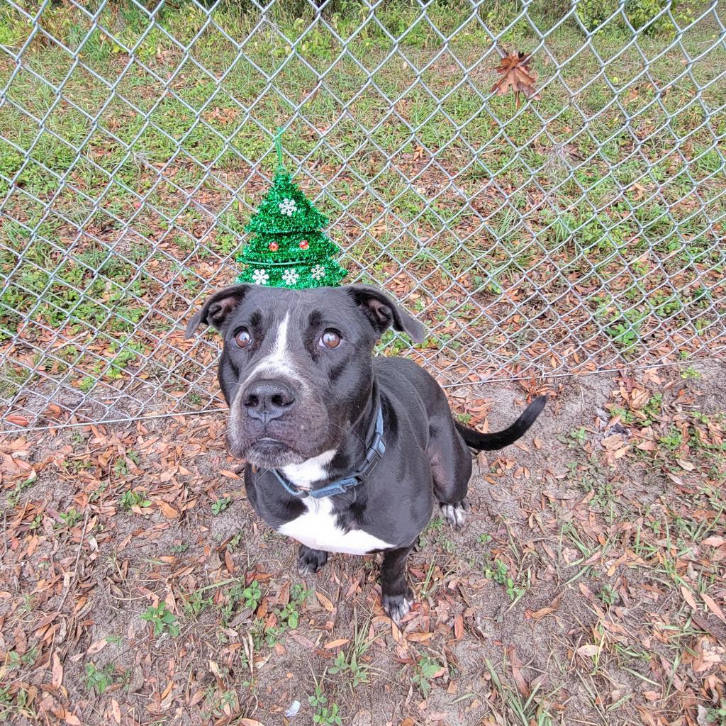 Nova
