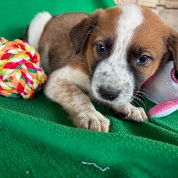 Hershey Kisses thumbnail 2
