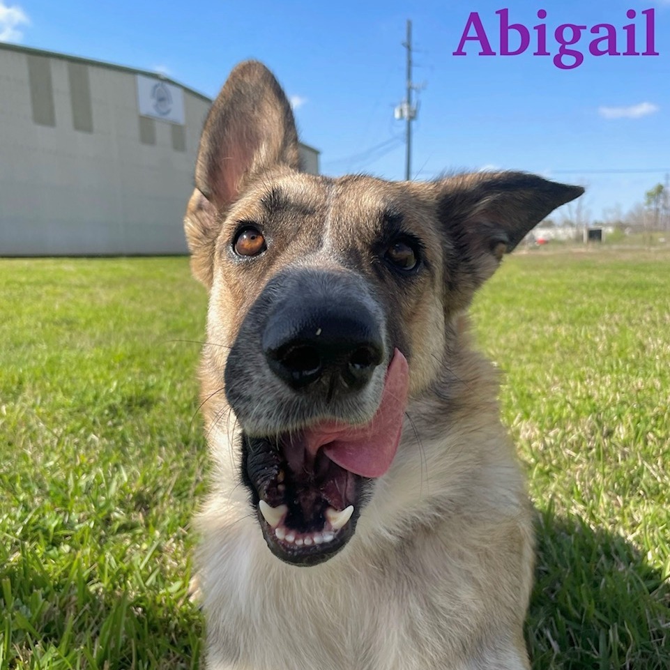 Abigail