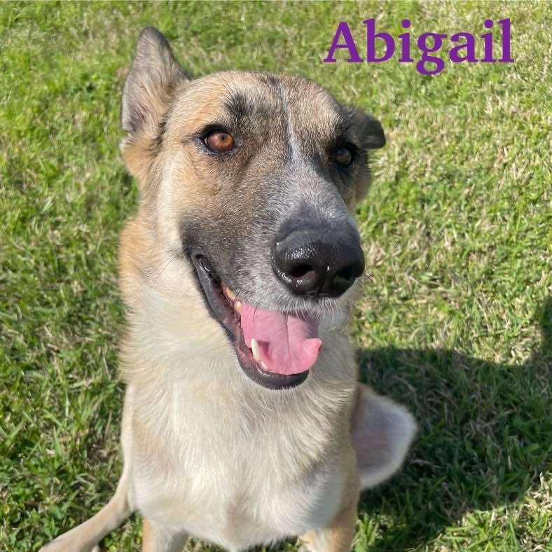 Abigail