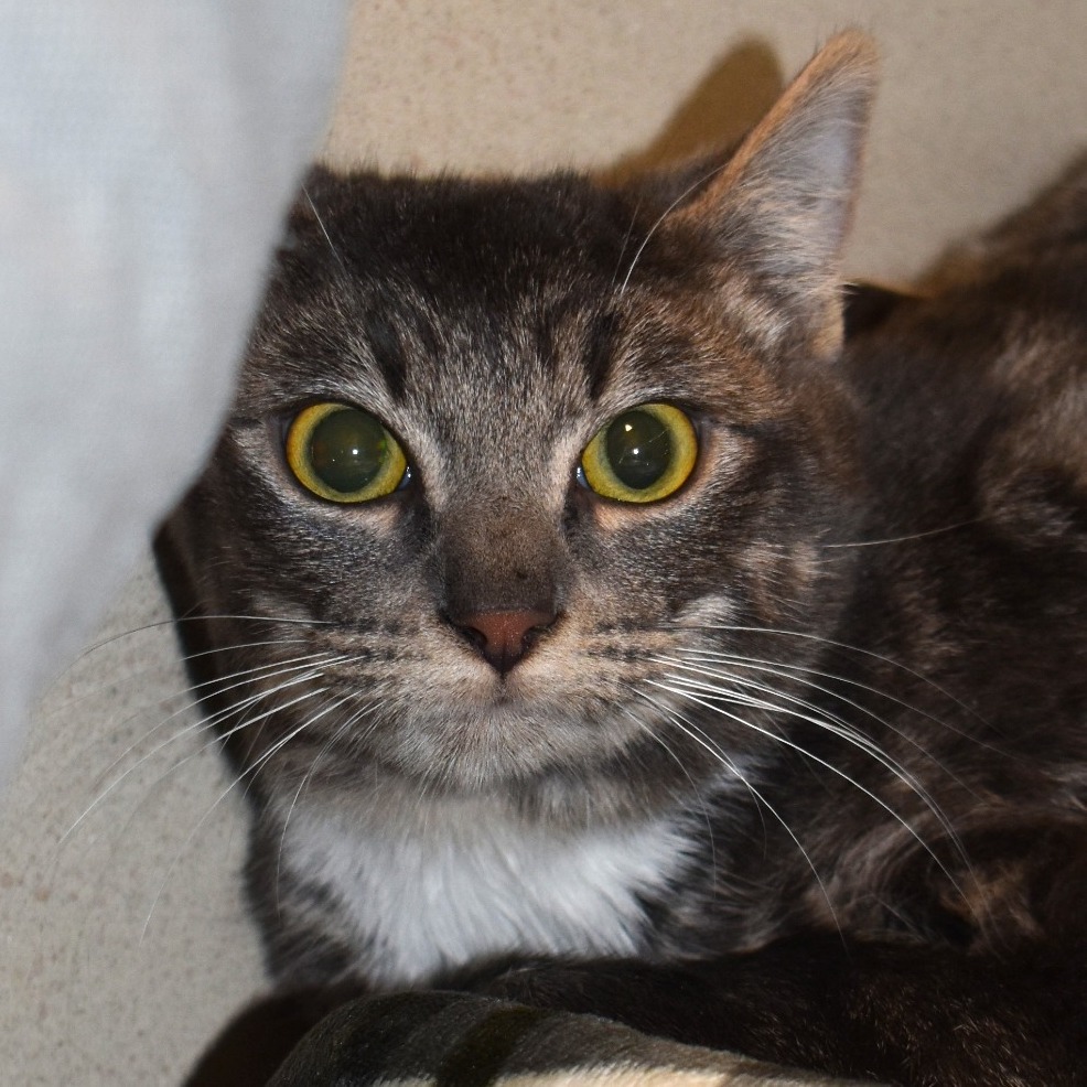 Thelma, an adoptable Domestic Short Hair in Rifle, CO, 81650 | Photo Image 1