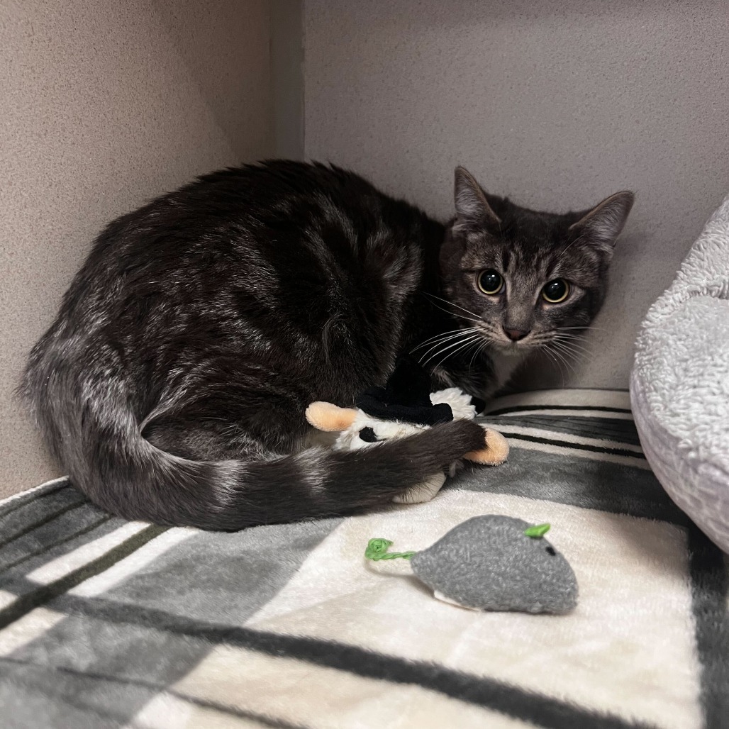 Thelma, an adoptable Domestic Short Hair in Rifle, CO, 81650 | Photo Image 2