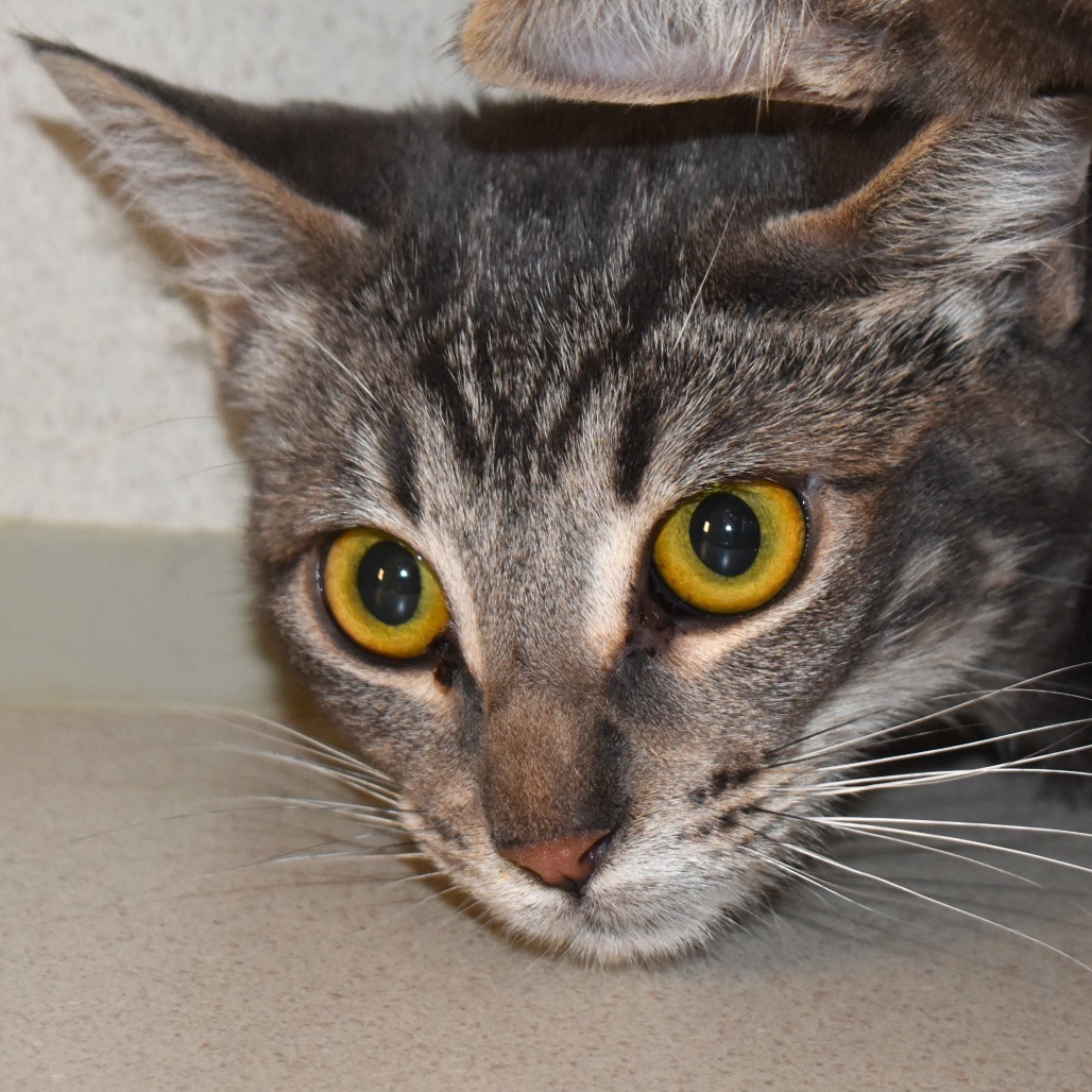 Louise, an adoptable Domestic Short Hair in Rifle, CO, 81650 | Photo Image 1