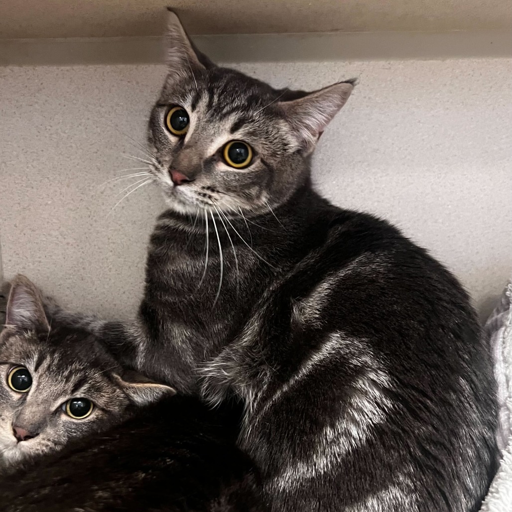 Louise, an adoptable Domestic Short Hair in Rifle, CO, 81650 | Photo Image 2