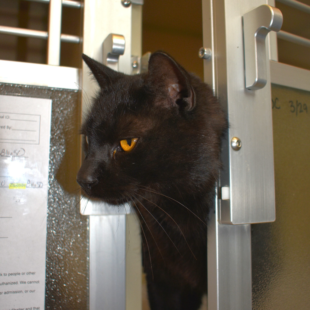Flo-rida, an adoptable Domestic Short Hair in Rifle, CO, 81650 | Photo Image 1