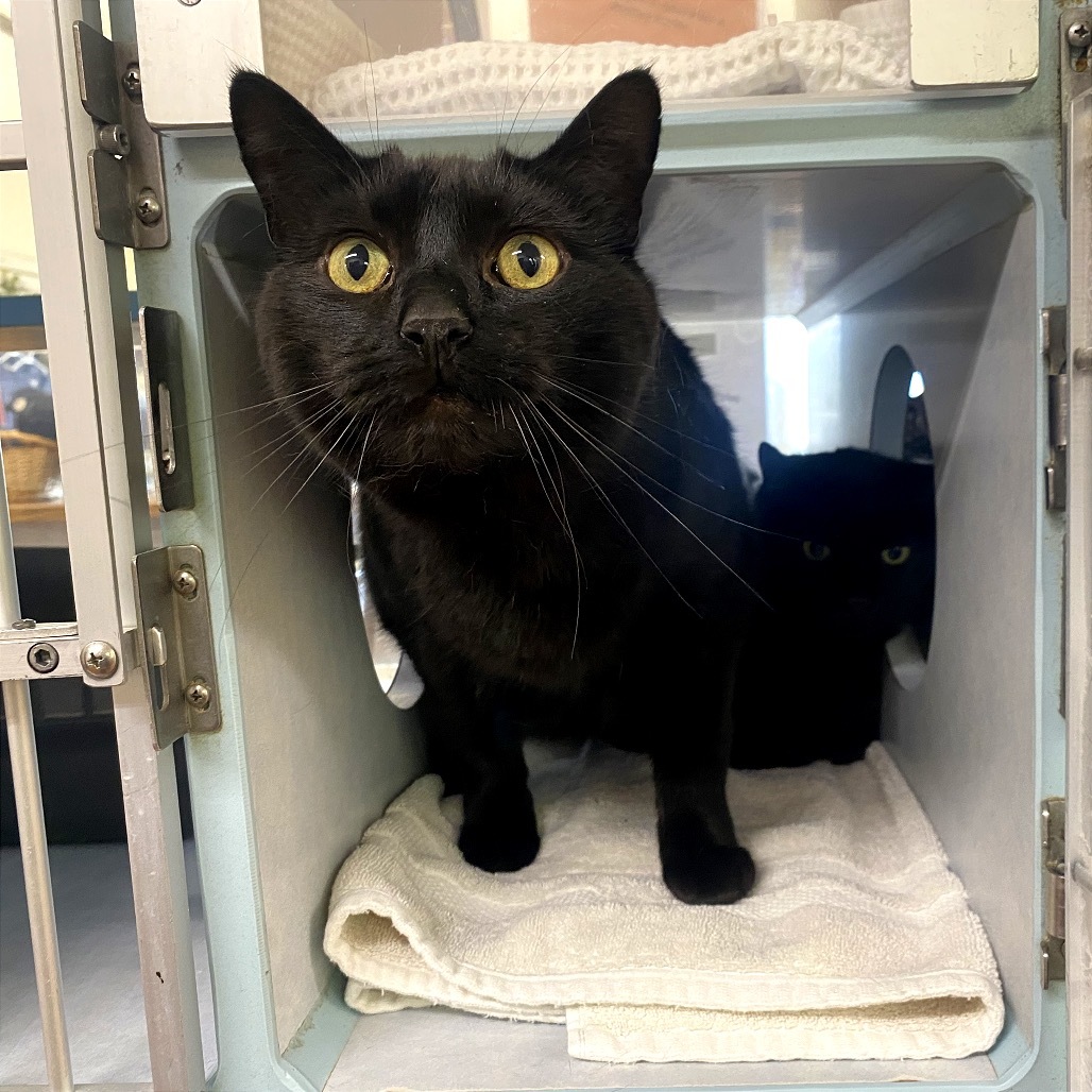 Thor, an adoptable Domestic Medium Hair in Glenwood Springs, CO, 81601 | Photo Image 1