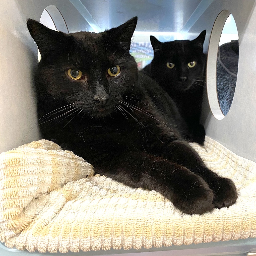 Thor, an adoptable Domestic Medium Hair in Glenwood Springs, CO, 81601 | Photo Image 2