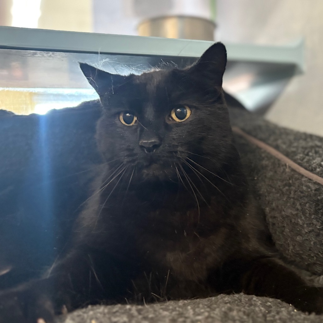 Thor, an adoptable Domestic Medium Hair in Glenwood Springs, CO, 81601 | Photo Image 3