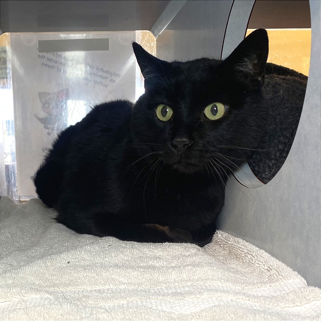 Loki, an adoptable Domestic Medium Hair in Glenwood Springs, CO, 81601 | Photo Image 1