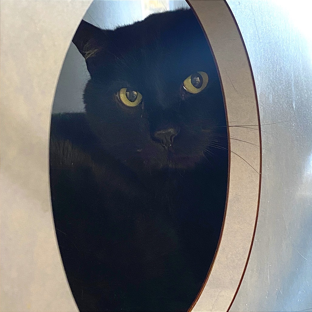 Loki, an adoptable Domestic Medium Hair in Glenwood Springs, CO, 81601 | Photo Image 2