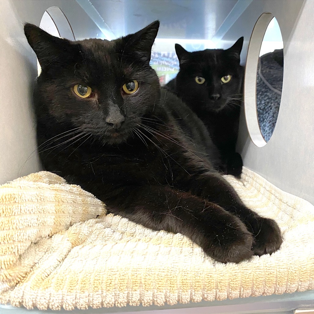 Loki, an adoptable Domestic Medium Hair in Glenwood Springs, CO, 81601 | Photo Image 3