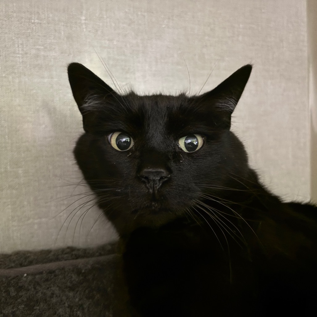 Loki, an adoptable Domestic Medium Hair in Glenwood Springs, CO, 81601 | Photo Image 4