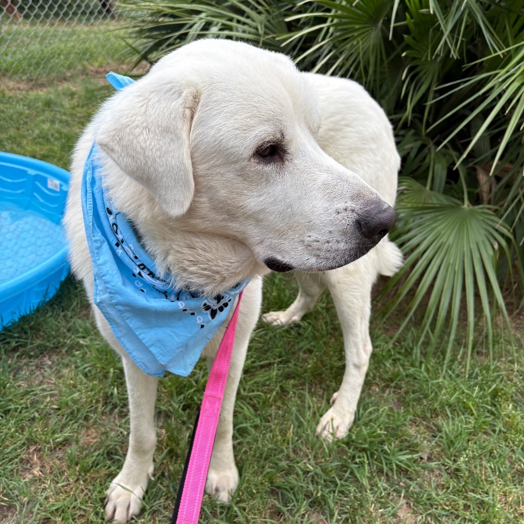 Walter, an adoptable Great Pyrenees, Akbash in Austin, TX, 78704 | Photo Image 1