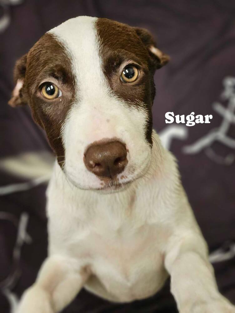 Sugar