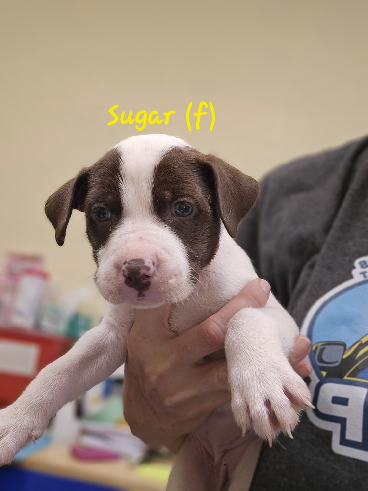 Sugar