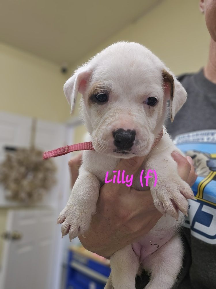 Lilly
