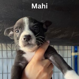 Mahi American Staffordshire Terrier Dog