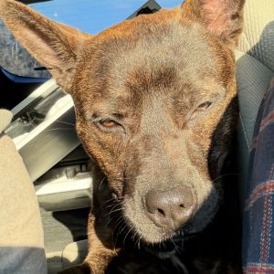 Nathan Mixed Breed Dog