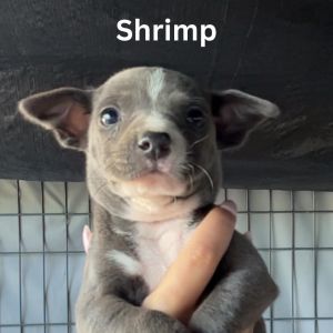 Shrimp "Josie" American Staffordshire Terrier Dog