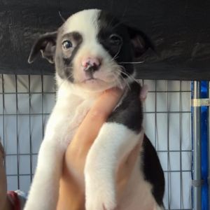 Flounder American Staffordshire Terrier Dog