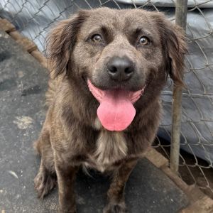 Portia Mixed Breed Dog