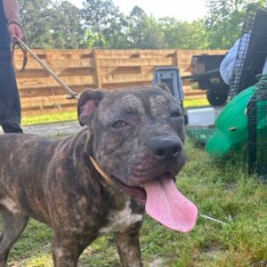 Tank Mixed Breed Dog