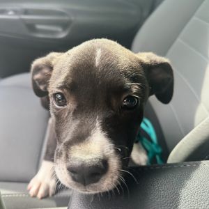 Squid American Staffordshire Terrier Dog