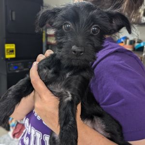 Mariah Carey is a 5-month-old YorkieTerrier mix with a heart full of love and paws full of energy 