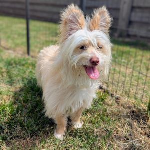 Meet Gandalf a 3-year-old 10-pound cream-colored terrier mix with a big personality This little g