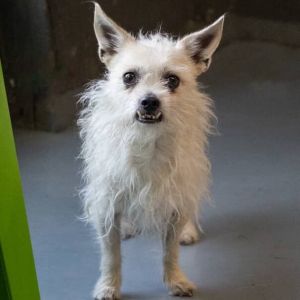 Meet Chase - Your New Favorite Snuggle Buddy Chase is a 2-year-old bundle of joy with a lions mane