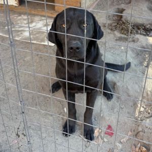 This sweet boy has sadly spent 6 months of his young life in a pen but now hes ready to