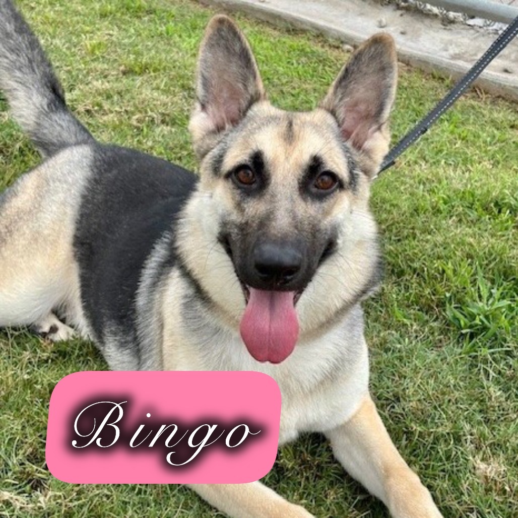 Bingo