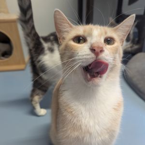 Hudson, Adult Male unknown